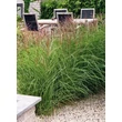 Kép 2/5 - Miscanthus sinensis 'Yakushima Dwarf' – Molnárpántlika