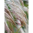 Kép 4/5 - Miscanthus sinensis 'Yakushima Dwarf' – Molnárpántlika