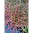 Kép 5/5 - Miscanthus sinensis 'Yakushima Dwarf' – Molnárpántlika