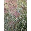 Kép 3/5 - Miscanthus sinensis 'Zebrinus' - Csíkos zebrafű