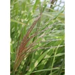 Kép 4/5 - Miscanthus sinensis 'Zebrinus' - Csíkos zebrafű