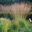 Kép 1/5 - Molinia arundinacea 'Karl Foerster' - Magas kékperje