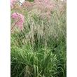 Kép 1/5 - Molinia arundinacea 'Transparent' - Magas (széleslevelű) kékperje