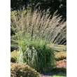 Kép 1/5 - Molinia arundinacea 'Windspiel' - Magas kékperje