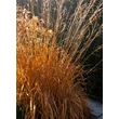 Kép 4/5 - Molinia arundinacea 'Windspiel' - Magas kékperje