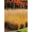 Kép 4/4 - Molinia caerulea 'Poul Petersen' – Közönséges kékperje