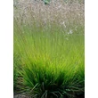 Kép 2/4 - Molinia caerulea 'Poul Petersen' – Közönséges kékperje