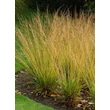 Kép 3/4 - Molinia caerulea 'Poul Petersen' – Közönséges kékperje