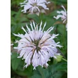 Kép 4/4 - Monarda bradburiana – Méhbalzsam