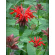 Monarda 'Gardenview Scarlet' - Méhbalzsam virág