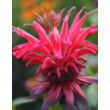 Monarda 'Gardenview Scarlet' - Méhbalzsam virág