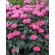 Kép 4/5 - Monarda 'Pink Lace' - Méhbalzsam