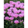 Kép 4/5 - Monarda Sugar Buzz - 'Pink Frosting' – Méhbalzsam