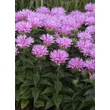 Kép 3/5 - Monarda Sugar Buzz - 'Pink Frosting' – Méhbalzsam