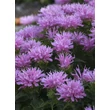 Kép 5/5 - Monarda Sugar Buzz - 'Pink Frosting' – Méhbalzsam