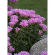Kép 2/5 - Monarda Sugar Buzz - 'Pink Frosting' – Méhbalzsam