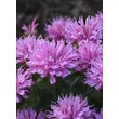 Kép 1/5 - Monarda Sugar Buzz - 'Pink Frosting' – Méhbalzsam