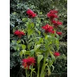 Kép 1/3 - Monarda didyma 'Jacob Cline' – Vörös méhbalzsam
