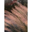 Kép 3/3 - Muhlenbergia capillaris 'Pink Flamingo' – Vattacukorfű
