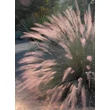Kép 1/3 - Muhlenbergia capillaris 'Pink Flamingo' – Hibrid Texasfű, hibrid Muhly fű
