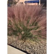Kép 2/3 - Muhlenbergia capillaris 'Pink Flamingo' – Vattacukorfű