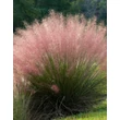 Kép 1/2 - Muhlenbergia capillaris - Vattacukorfű