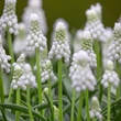 Kép 1/2 - Muscari armeniacum 'Siberian Tiger' – Fürtös gyöngyike
