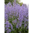 Kép 1/5 - Nepeta grandiflora 'Summer Magic' - Nagyvirágú macskamenta