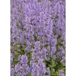 Kép 2/5 - Nepeta grandiflora 'Summer Magic' - Nagyvirágú macskamenta
