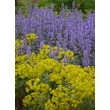 Kép 4/5 - Nepeta grandiflora 'Summer Magic' - Macskamenta