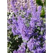 Kép 3/5 - Nepeta grandiflora 'Summer Magic' - Macskamenta
