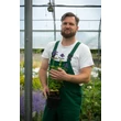 Kép 2/6 - Nepeta 'Neptune' – Macskamenta
