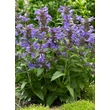 Kép 2/5 - Nepeta 'Neptune' – Macskamenta állománya