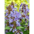 Kép 3/5 - Nepeta 'Neptune' – Macskamenta virágai