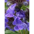 Kép 4/5 - Nepeta 'Neptune' – Macskamenta virágai