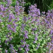 Kép 1/2 - Nepeta racemosa 'Blue Wonder' – Kaukázusi macskamenta