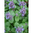 Kép 1/5 - Nepeta racemosa 'Odeur Citron' – Kaukázusi macskamenta