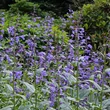 Kép 1/2 - Nepeta sibirica  – Mongol macskamenta