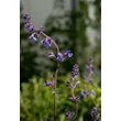 Kép 7/10 - Nepeta 'Six Hills Giant' - Macskamenta