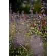 Kép 5/10 - Nepeta 'Six Hills Giant' - Macskamenta