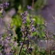 Kép 1/10 - Nepeta 'Six Hills Giant' - Macskamenta