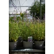 Kép 6/10 - Nepeta 'Six Hills Giant' - Macskamenta