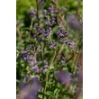Kép 8/10 - Nepeta 'Six Hills Giant' - Macskamenta