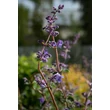 Kép 9/10 - Nepeta 'Six Hills Giant' - Macskamenta