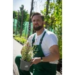 Kép 4/10 - Nepeta 'Six Hills Giant' - Macskamenta