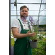 Kép 2/10 - Nepeta 'Six Hills Giant' - Macskamenta