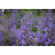 Kép 3/10 - Nepeta 'Six Hills Giant' - Macskamenta