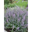 Kép 1/2 - Nepeta 'Six Hills Giant' - Macskamenta