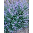 Kép 1/2 - Nepeta x faassenii – Macskamenta