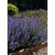 Kép 4/4 - Nepeta x faassenii 'Purrsian Blue' – Macskamenta